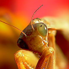 photo "tsarist butterfly"