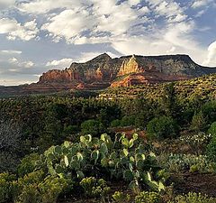 photo "Cactus Light"