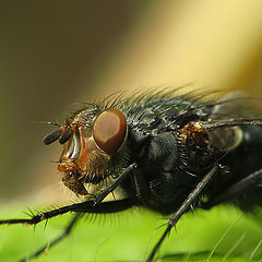 фото "Fly Pose"