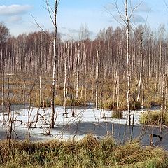 photo "Swamps of Yauza / Losiniy Ostrov"