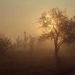 photo "Foggy morning"