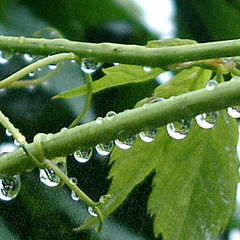 photo "Rain-drop"