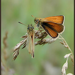 photo "The Conversation"