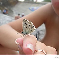 photo "The butterfly"