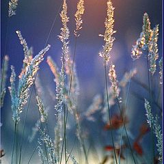 фото "Grass. Sunset"