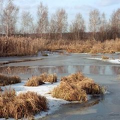 photo "Swamps of Yauza / Losiniy Ostrov"