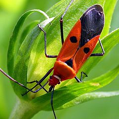 photo "Red Bug"