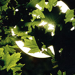 photo "The Moon and The Maple"