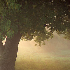 photo "Tree of light"