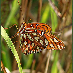 photo "High on Grass"