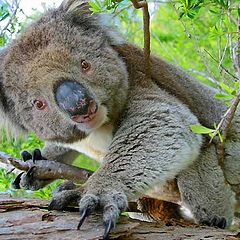 photo "Koala"