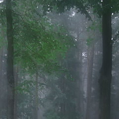 фото "song of rain"