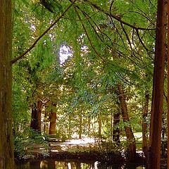 photo "Lake in the forest"