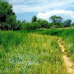 photo "Summer Track"