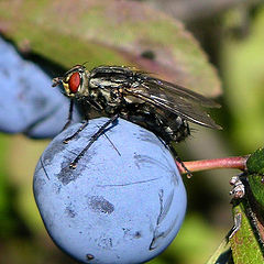 photo "Autumnal fly"