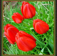 фото "Red tulips"