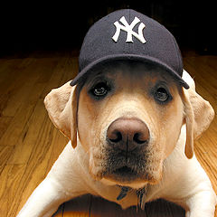 photo "Go Yankees"