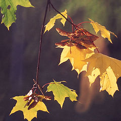 фотоальбом "Судьбы кленовых листьев"