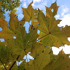 фото "October leaves"