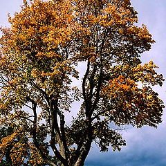 фото "Autuumn in Lake"