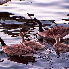 фото "Canadian gueese"