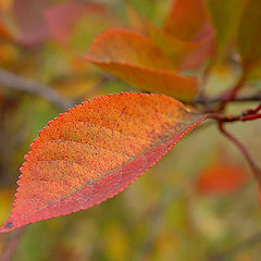 photo "Sweet autumn colours #1"