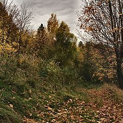 photo "Autumnal rainy."