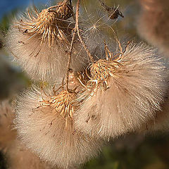 photo "Flowers of autumn"