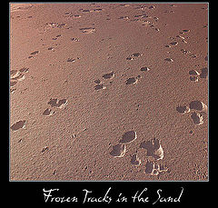 фото "Frozen Tracks in the Sand"