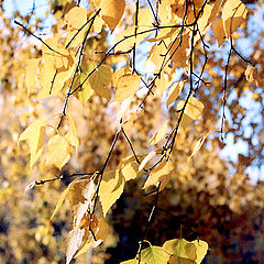 photo "*****fall"