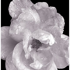 фото "Rose b&w"