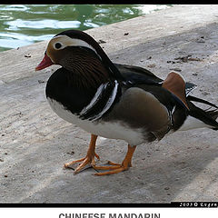 фото "Chineese mandarin"