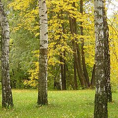 photo "I love birches..."