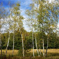 photo "Birches"