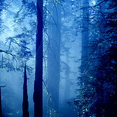 photo "Oregon Forest"