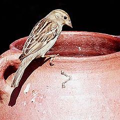 фото "Sparrow"