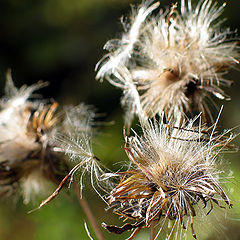 photo "Dried Flowers"