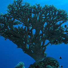 photo "And under water trees grow"