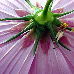 фото "Parasol"