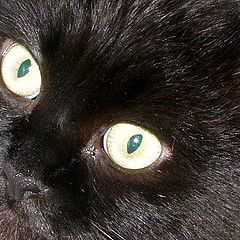 photo "Black Cat"