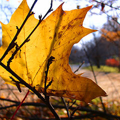 photo "A maple leaf"