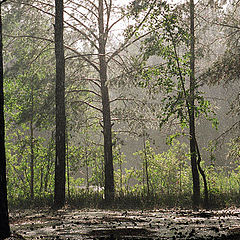 photo "A view of shower from the tent"