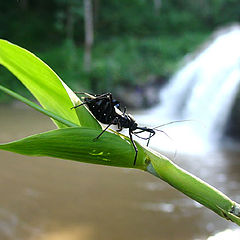 photo "enjoy waterfall!!"