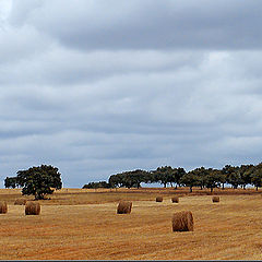 photo "The harvest"