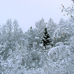 photo "The first snow of this autumn"