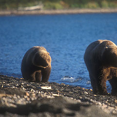 photo "Threesome II"