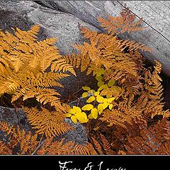 photo "Ferns & Leaves, a fragment"