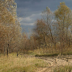 photo "Gray-haired autumn"