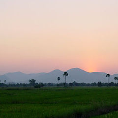 photo "Rice field"