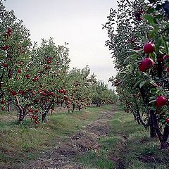 фото "Райские сады (1)"